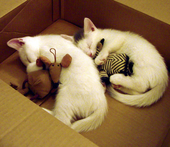 美加墨世界杯焦点战，奇才强势晋级，热火神话终结